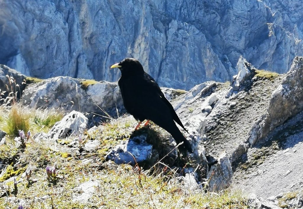 dohle-klettersteig.jpg