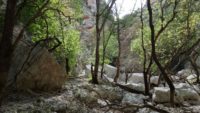 Der Wald lichtet sich - kurz vor dem großen Amphitheater. Gleich geht es links hinauf.