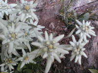 Edelweiss Klettersteig