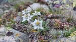 Edelweiss in den Walliser Alpen