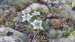 Edelweiss in den Walliser Alpen