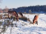 Przewalski Wildpferde im Winter