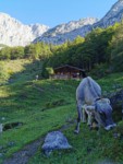 König der Löwen | Treffauer | Wilder Kaiser