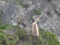 Jubiläumssteig Wilder Kaiser