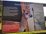 Pequena granja de alpacas del lobo - Alpakahof Wolf bei Kalchreuth