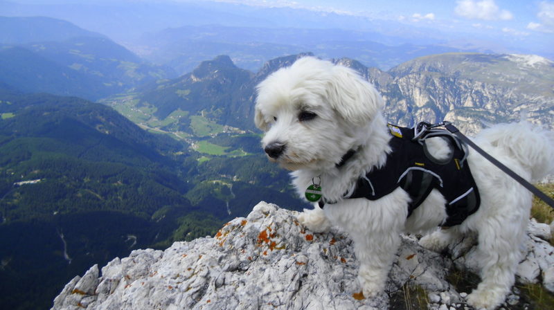 Hund im Klettersteig