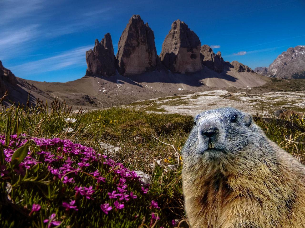 murmeltier bei den Drei Zinnen in den Dolomiten