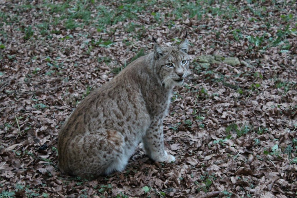 Wildpark Hundshaupten
