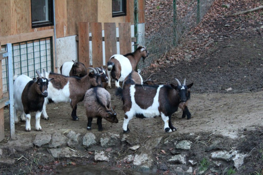 Wildpark Hundshaupten