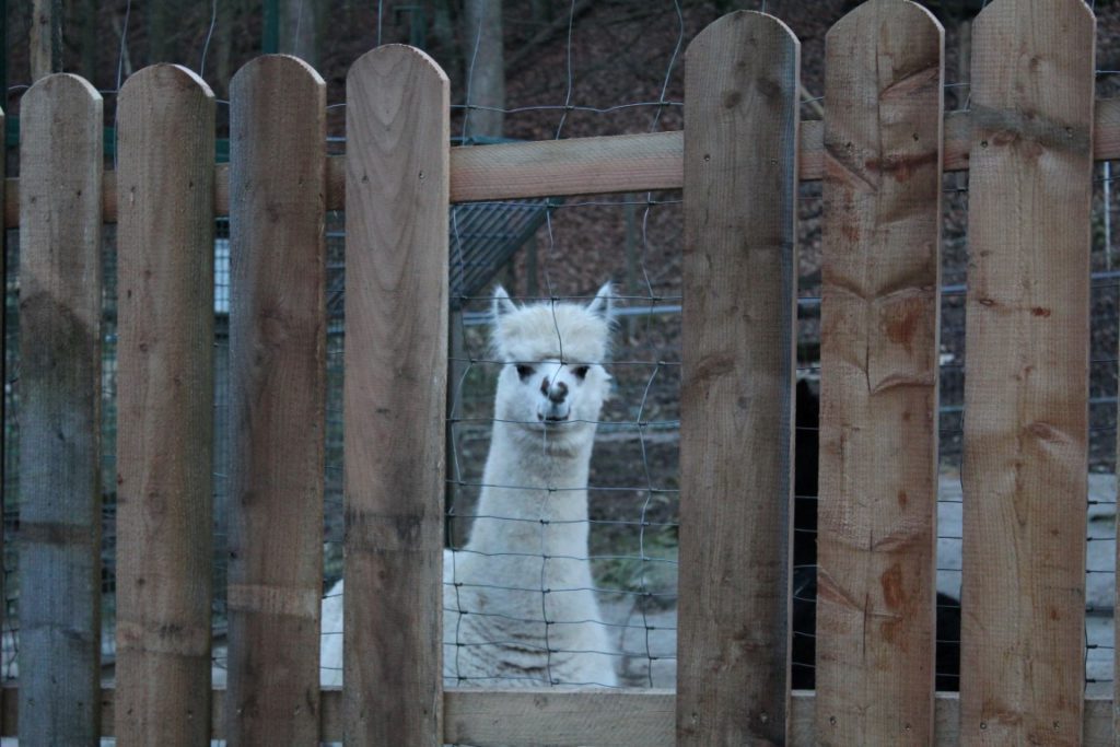 Wildpark Hundshaupten