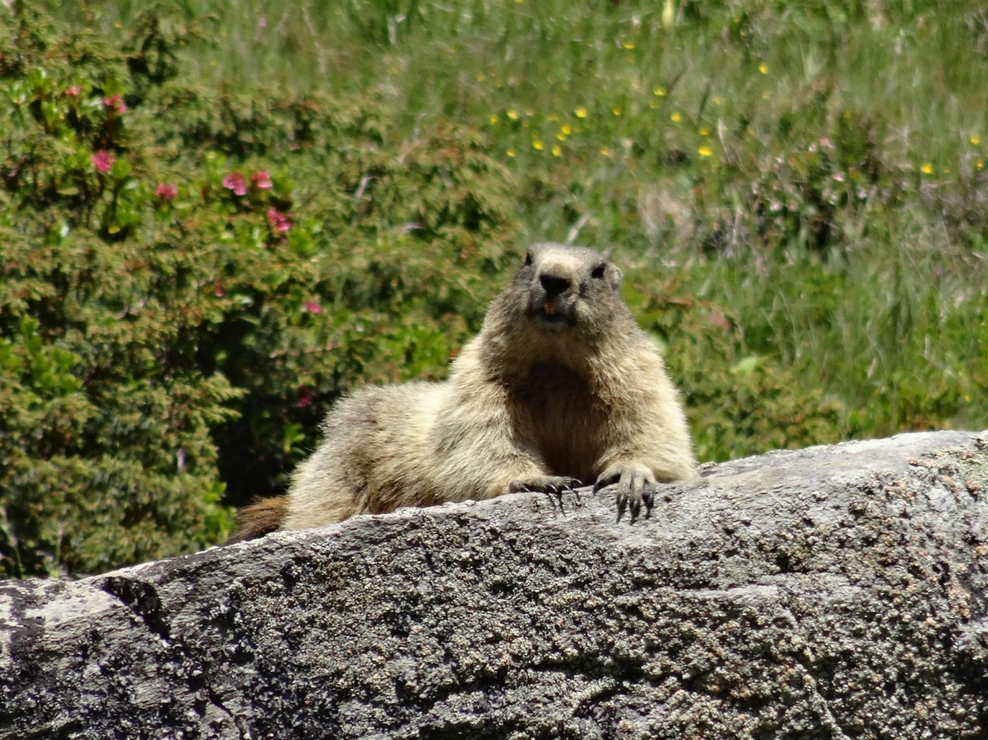 Wie nennt man ein junges Murmeltier?