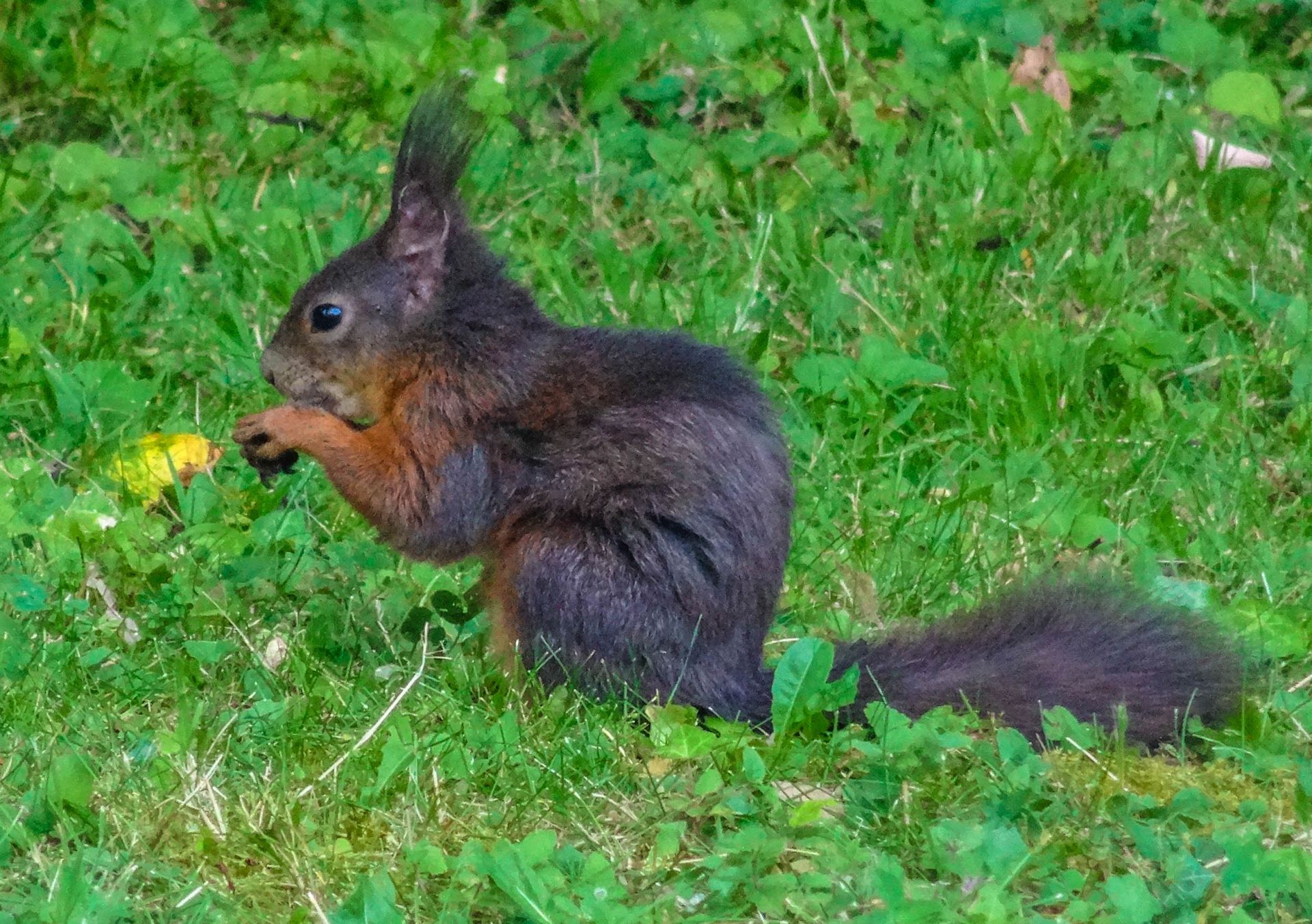 Wie Alt Werden Eichhörnchen In Deutschland www.via-ferrata.de