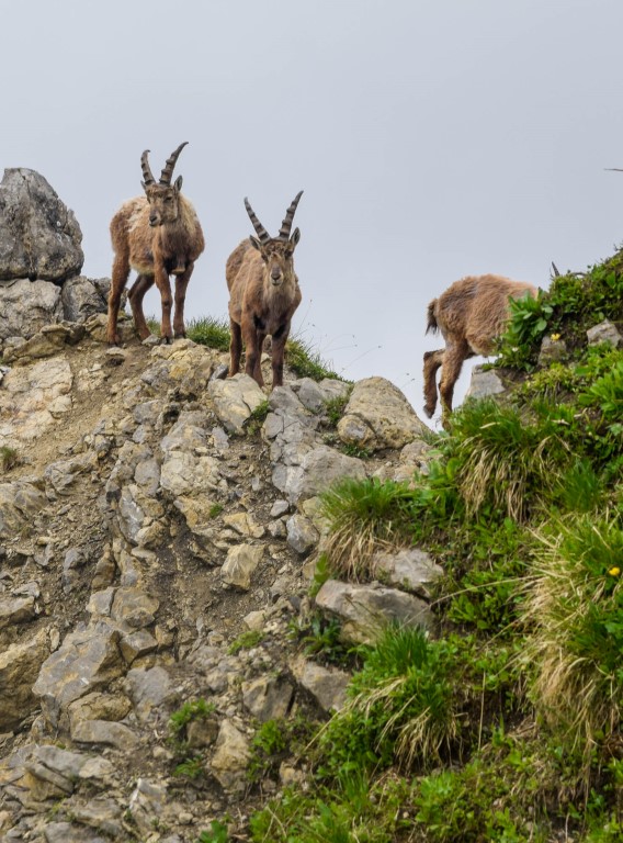 Sind Steinböcke gefährlich?