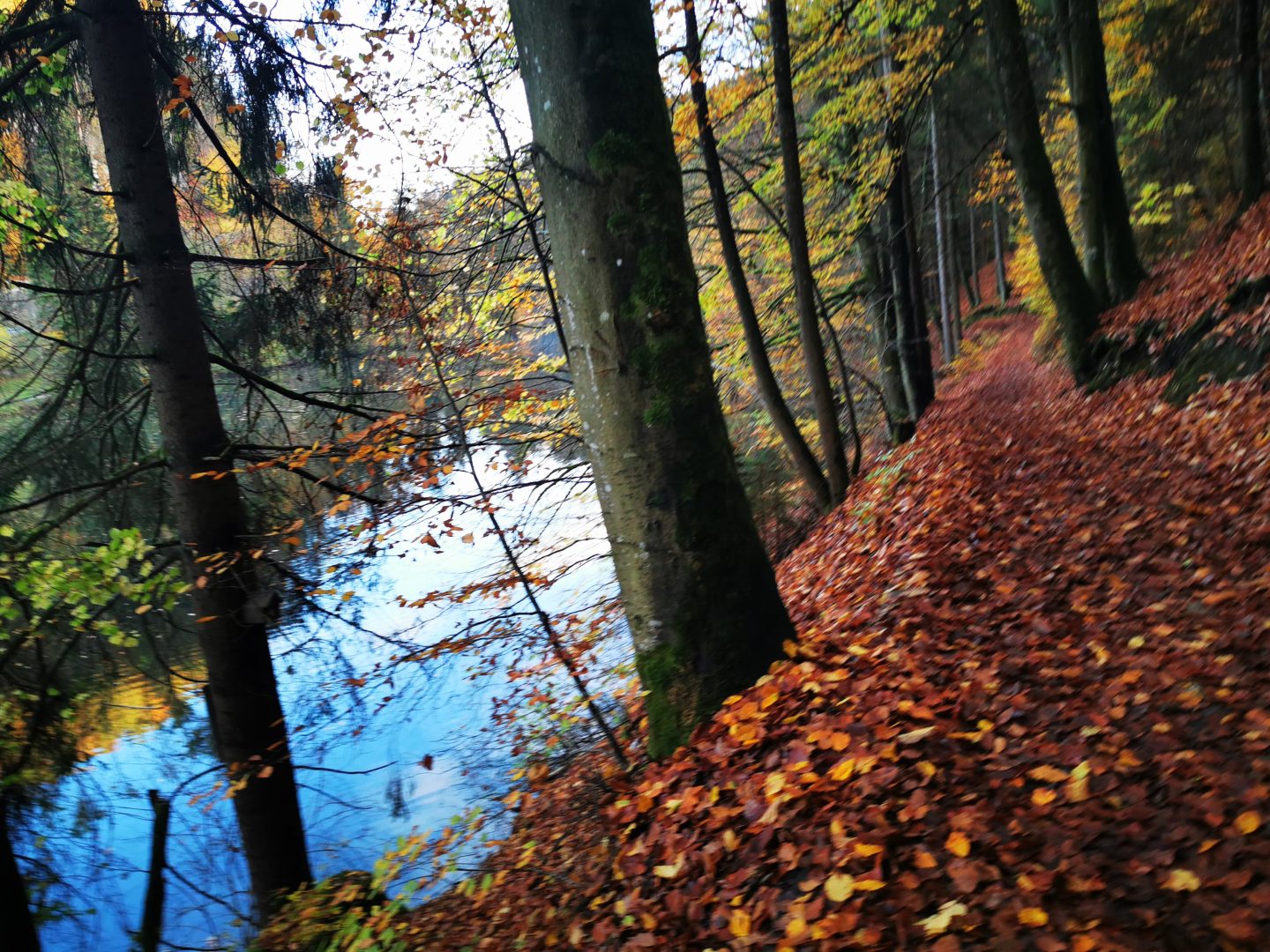 Entlang des Schöngrundsee wandern